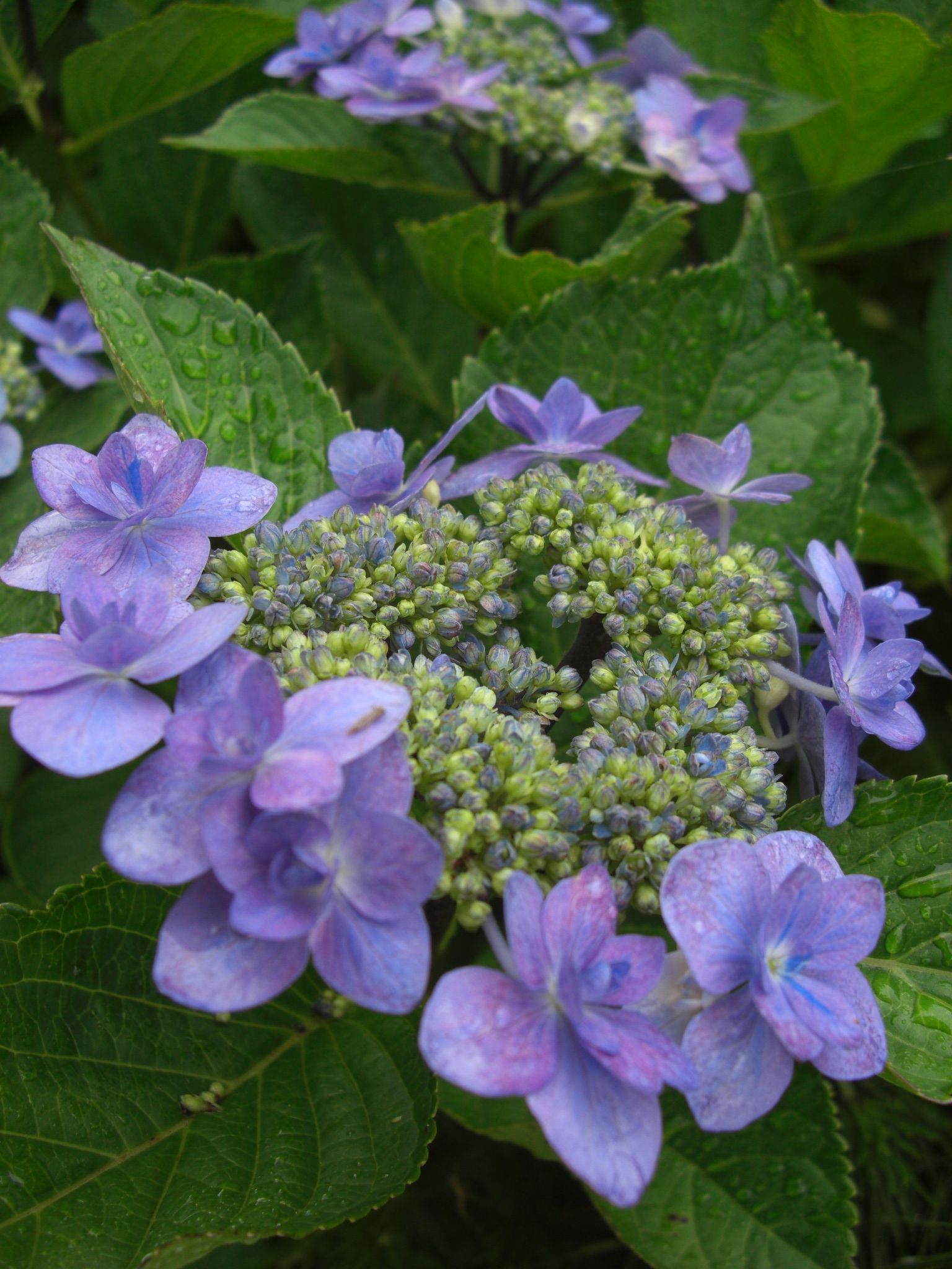 可憐な紫陽花